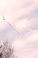 Canada Geese on the Move