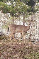 White Tail Deer and the Boreal Forest