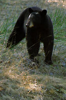 Black Bear